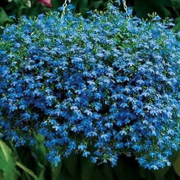 Blue Sapphire Flower Seeds for Planting - 100 pcs for planting in your garden.