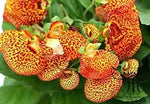 Yellow Calceolaria Crenatiflora Plant Seeds for Planting - NON GMO Seeds Dhara Seeds