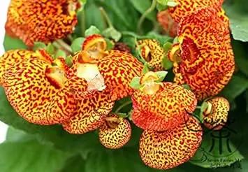 Yellow Calceolaria Crenatiflora Plant Seeds for Planting - NON GMO Seeds Dhara Seeds