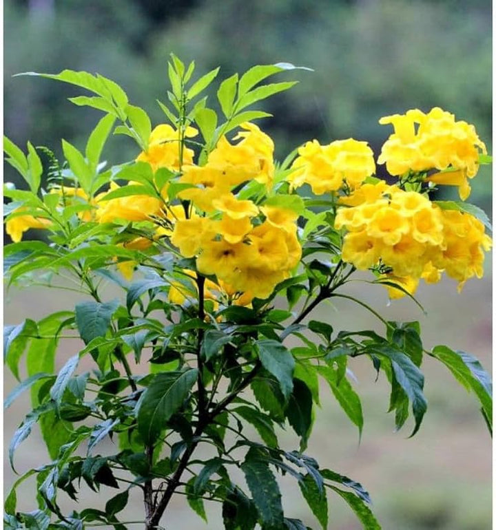 Yellow Alcea Ficifolia Flower Seeds for Planting - 100 pcs