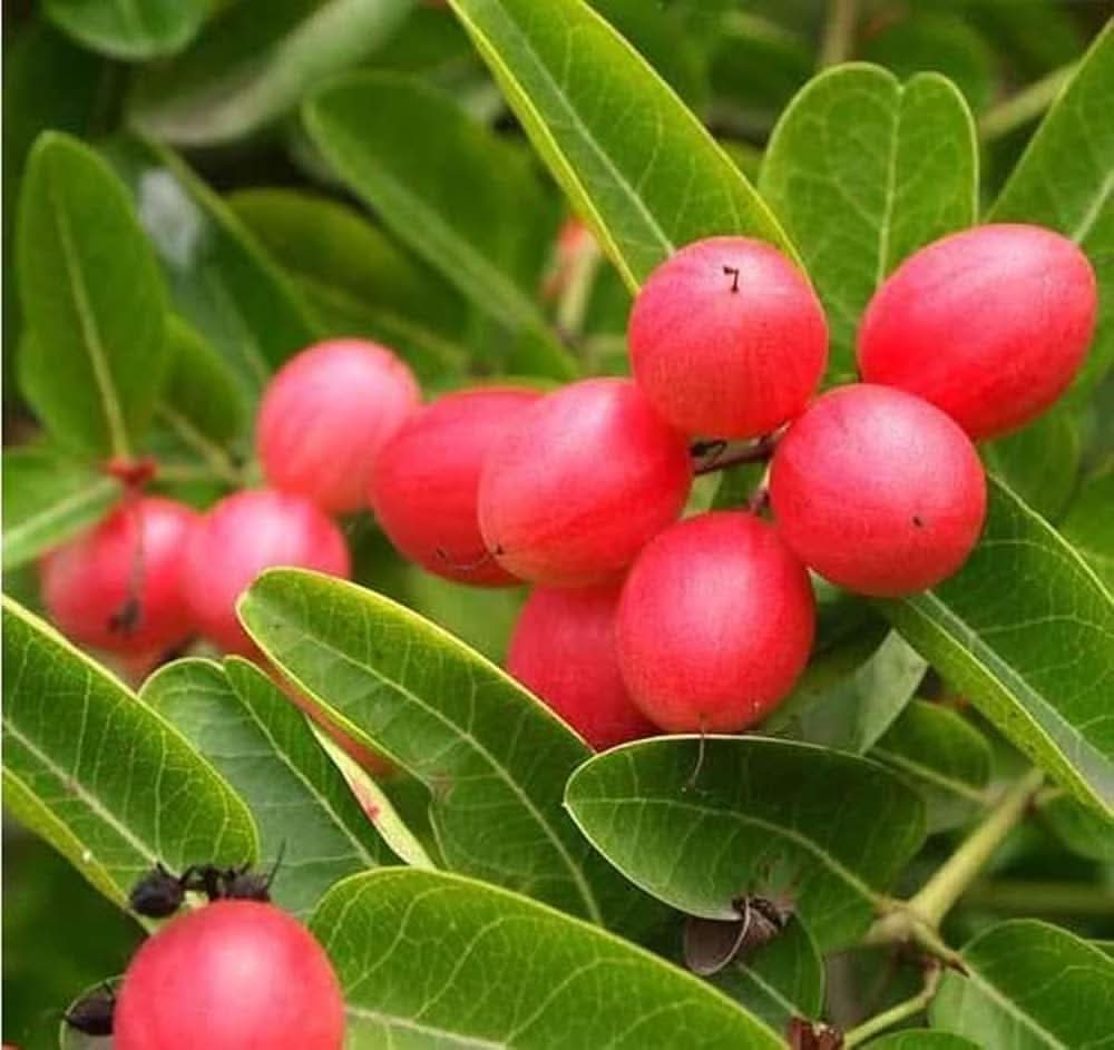 Carissa carandas karonda vinegar fruit seeds