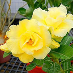 Adenium Obsum Desert Rose Jaune Double Sunrise seeds