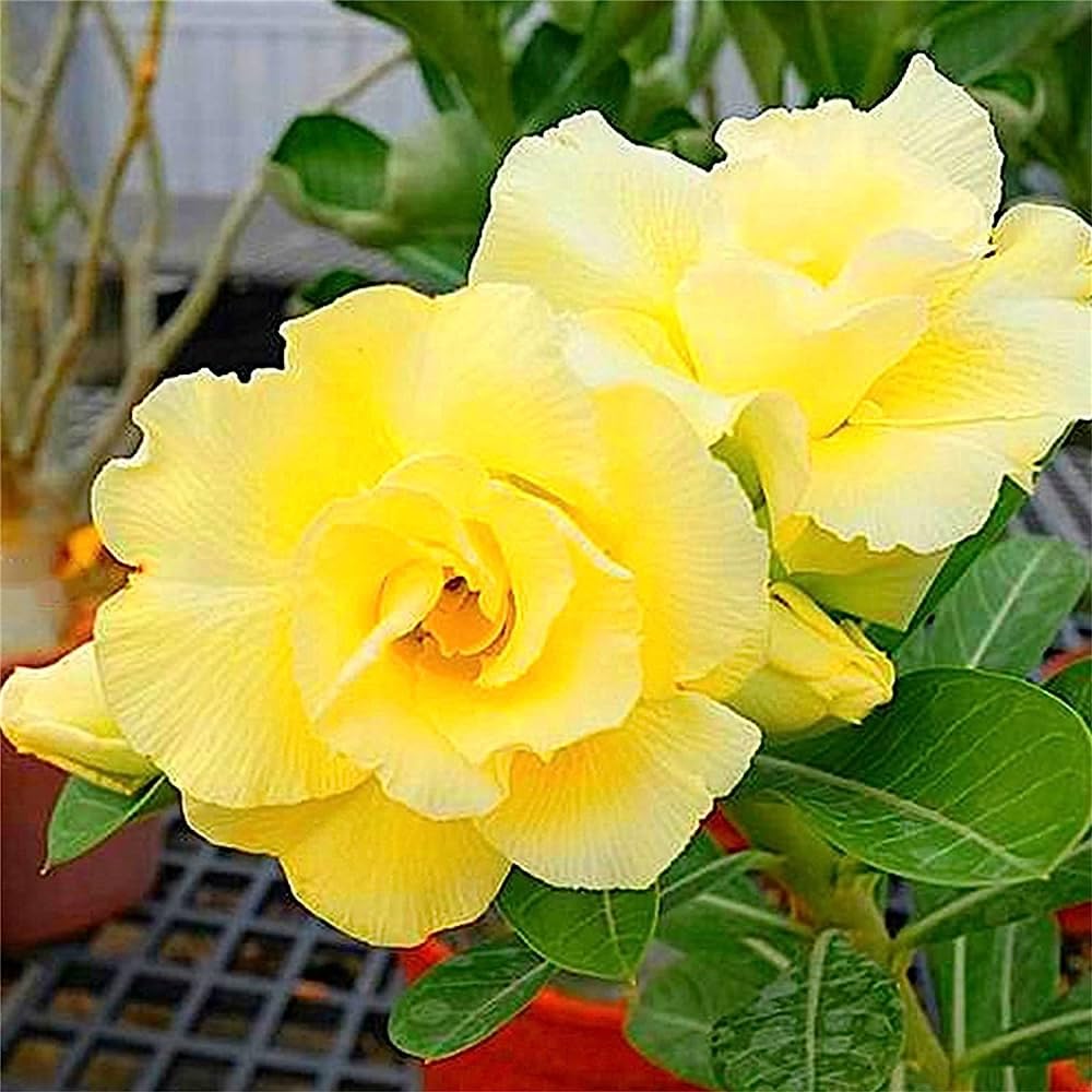 Adenium Obsum Desert Rose Jaune Double Sunrise seeds