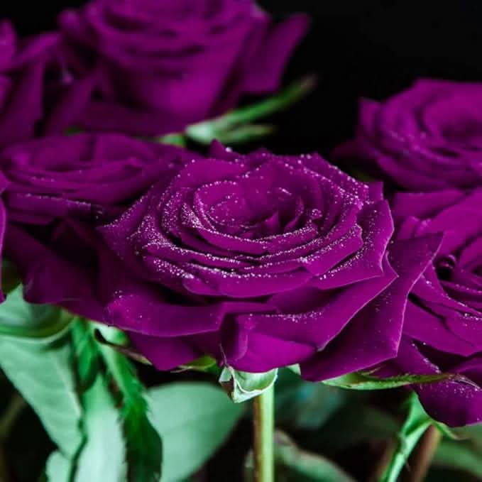 Purple Rose Rare Perennial Flower Seeds for Home Garden