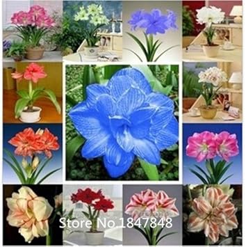 Mixed Amaryllis Flower Heirloom Non Gmo Image