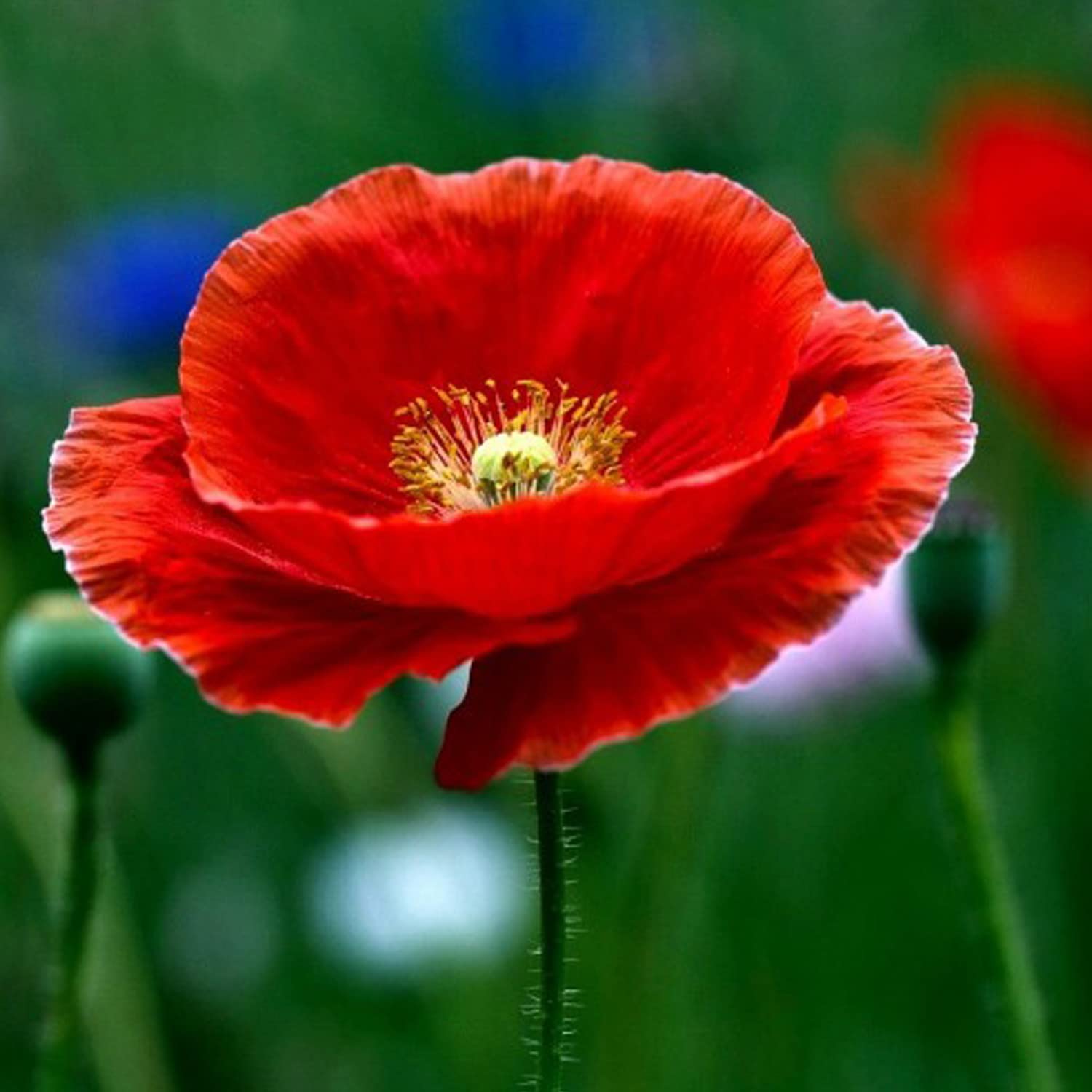 Red Poppy Papaver rhoeas Flower Seeds for Planting