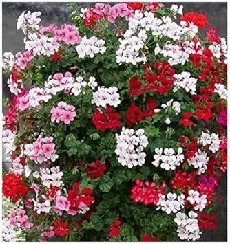 Multi-Color Geranium Flower seeds for Planting - Heirloom & Non-GMO Seeds for Home Garden Dhara Seeds
