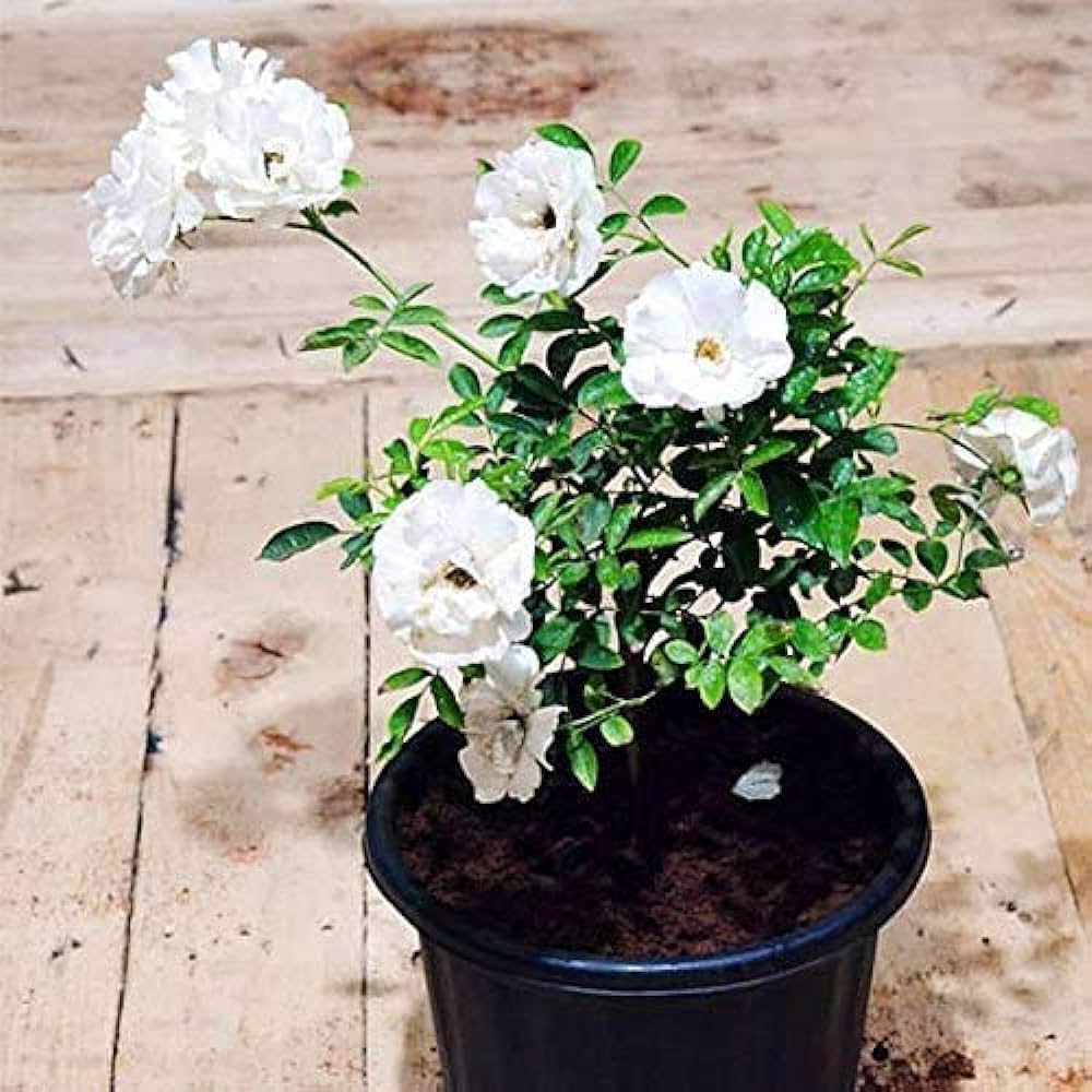 White Rose Seeds for Planting Rare Home Garden Balcony Flowers