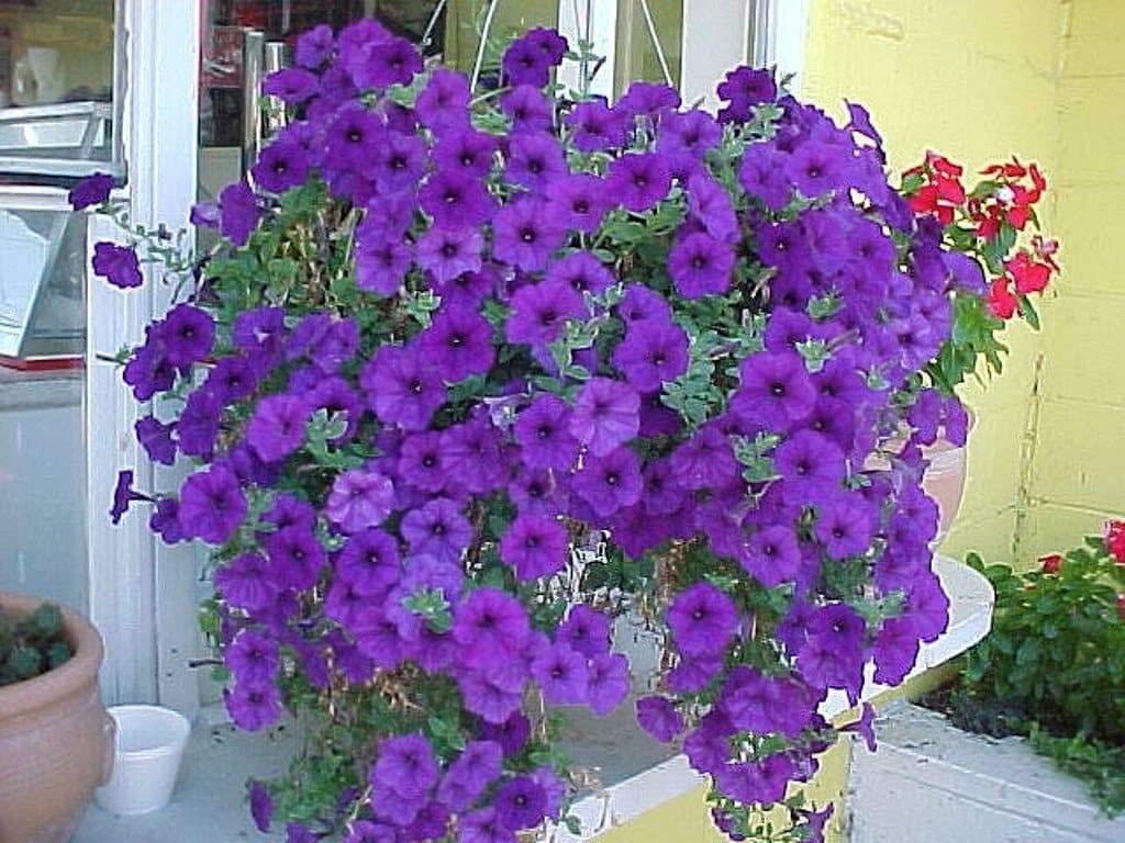 Blue Hanging Petunia Seeds, Wave Series QNW,