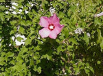 Pink (Pink scientific name) for planting in garden