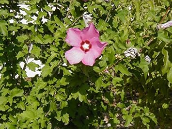 Pink Sharon Flower Heirloom Non Gmo Image