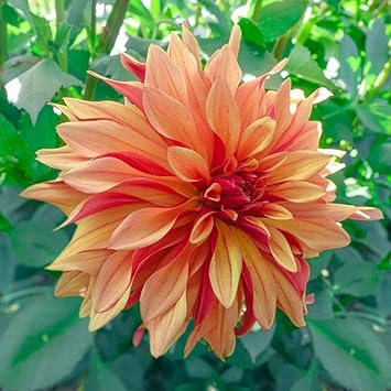Dahlia Cancan Flower Seeds for Planting - Heirloom and Non-GMO garden seeds seeds for planting in home garden