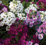Sweet Alyssum for planting