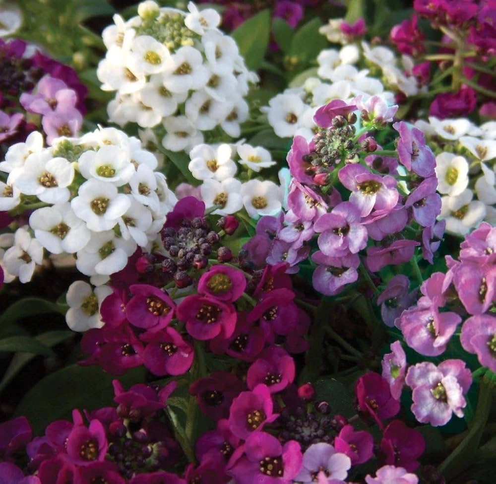 Sweet Alyssum for planting