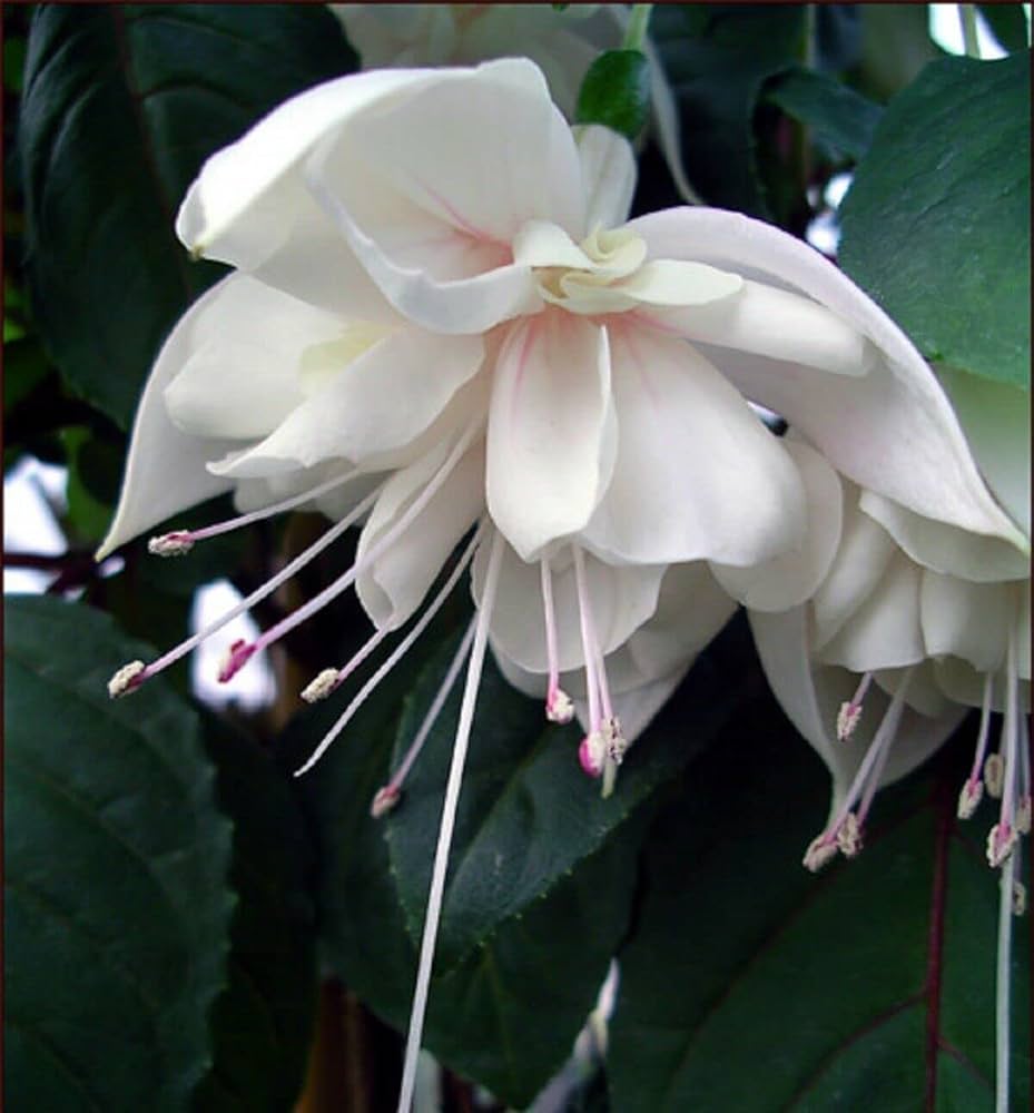 Aquilegia Blue Columbine Aquilegia caerulea Seeds for Planting - Ideal for Flower Bed & Home Garden