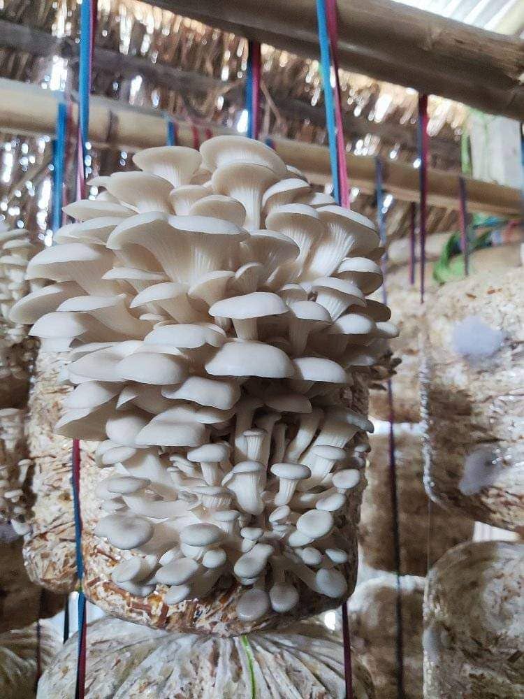 Rare edible and ornamental mushroom seeds for pot planting