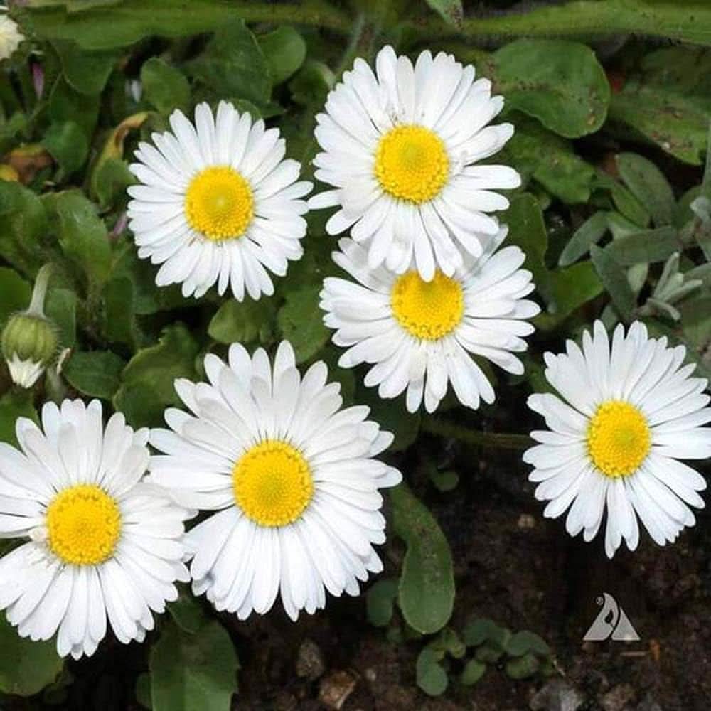 English Daisy Bellis Perennis Flower Seeds for Planting in home garden and balcony pots