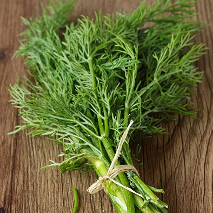 Mammoth Long Island Dill Herb Garden Seeds for Aromatic Gardens-Heirloom & Non-GMO Seeds for planting – Fresh Herb for Your Garden