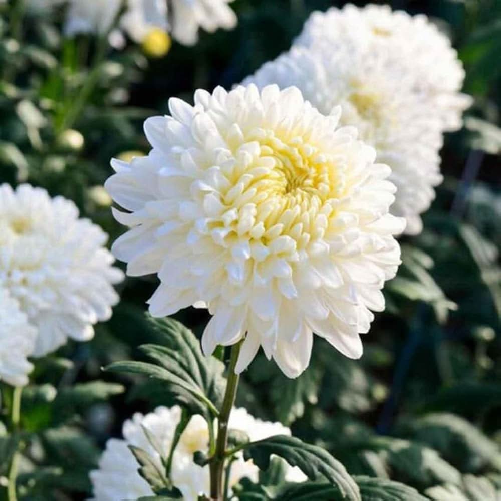 Chrysanthemum Morifolium Perennial Flower Seeds for Planting in vertical garden planters and front yard beds