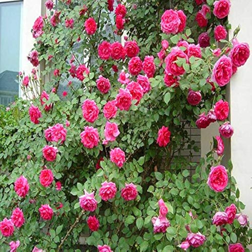 Rose Rosa Hybrida Climbing Flower Seeds for Planting