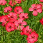 Red Rock Cress Aubrieta seeds for planting in groundcover flower bed