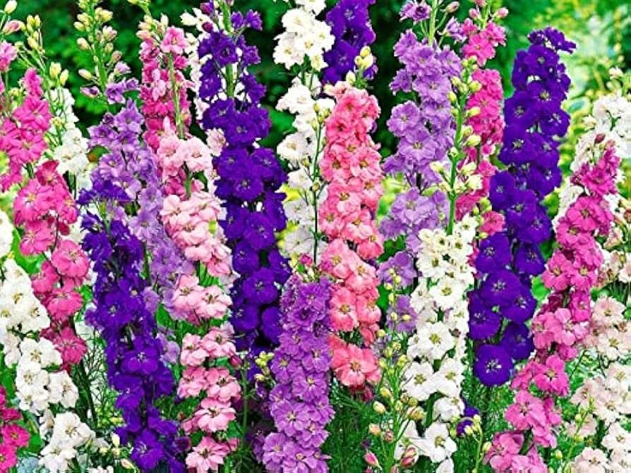 Delphinium Delphinium elatum flower seeds for planting in home garden and flower beds