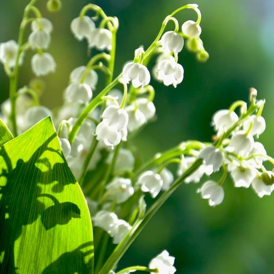 Orchid Convallaria Majalis Giglio della Valle Multicolor Lily Bell Flower Seeds for Planting – Great for Home Garden Displays