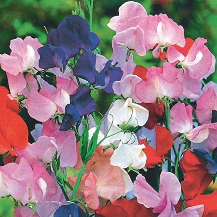 Sweet Pea Knee Mix Flower Seeds for Planting – Fragrant Climbing Blooms