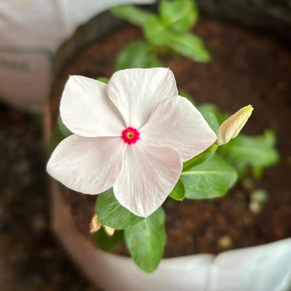 White Vinca Rosea Plant Seeds for Planting - Non-GMO Heirloom Garden Seeds for Growing seeds for planting in home garden