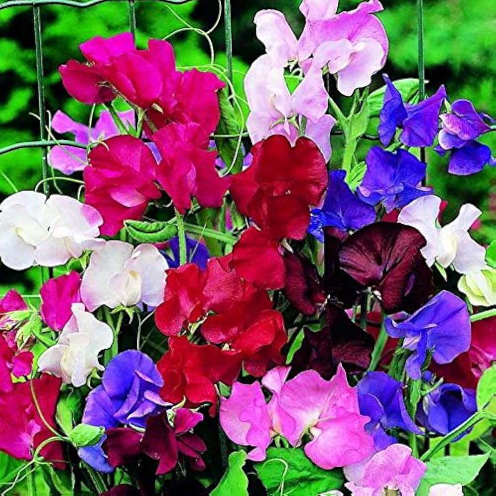 Streamer Mix Sweet Pea Seeds for Planting Heirloom Flower Seeds for Planting , Non-GMO, Fragrant, Climbing Annual