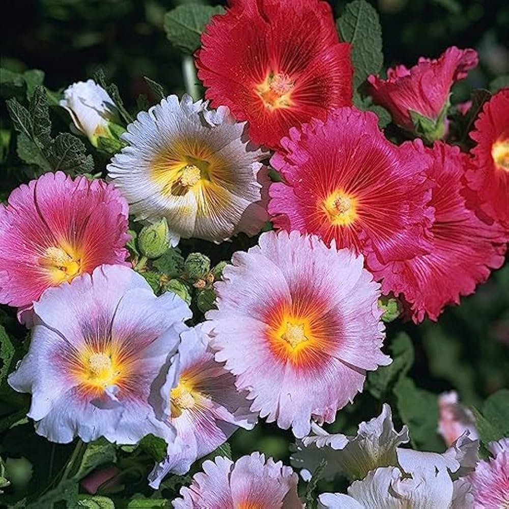 Scarlet Danish Hollyhock Flower Seeds