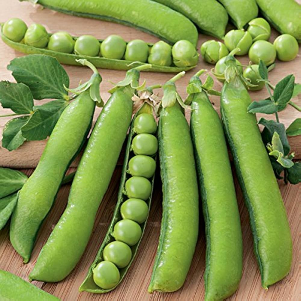Pea Plant Pisum sativum for Planting in Vegetable Patch