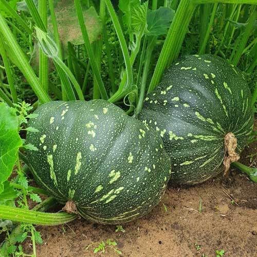 Green Pumpkin - Heirloom, Non - Gmo Seeds