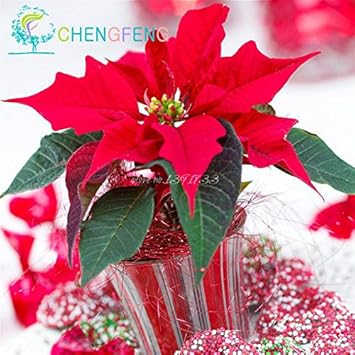 Mixed Poinsettia Flower Seeds - 100 pcs