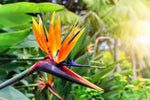 Orange Bird of Paradise Flower Seeds for Planting – Non-GMO Heirloom Seeds Dhara Seeds