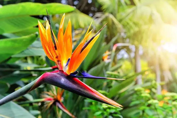 Orange Bird of Paradise Flower Seeds for Planting – Non-GMO Heirloom Seeds Dhara Seeds