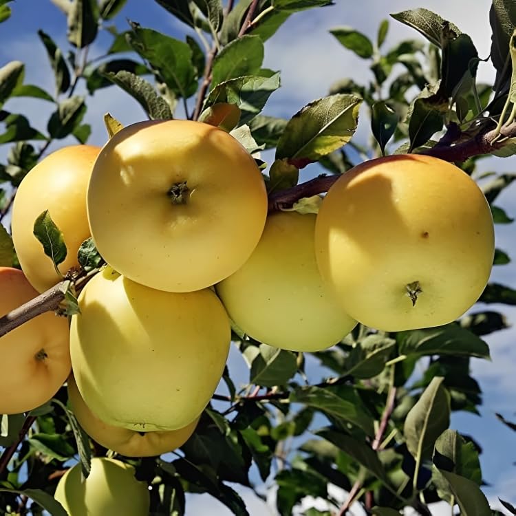 Golden Apple (Syzygium malaccense)