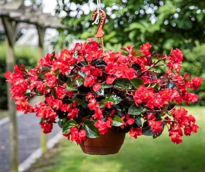 Red Begonia Seeds