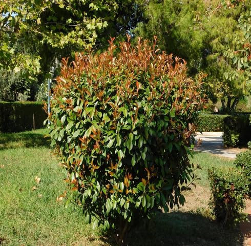 Green Photinia - Heirloom, Non - Gmo Seeds