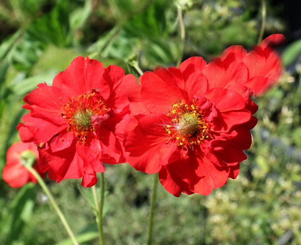 Geum Red Dragon Seeds