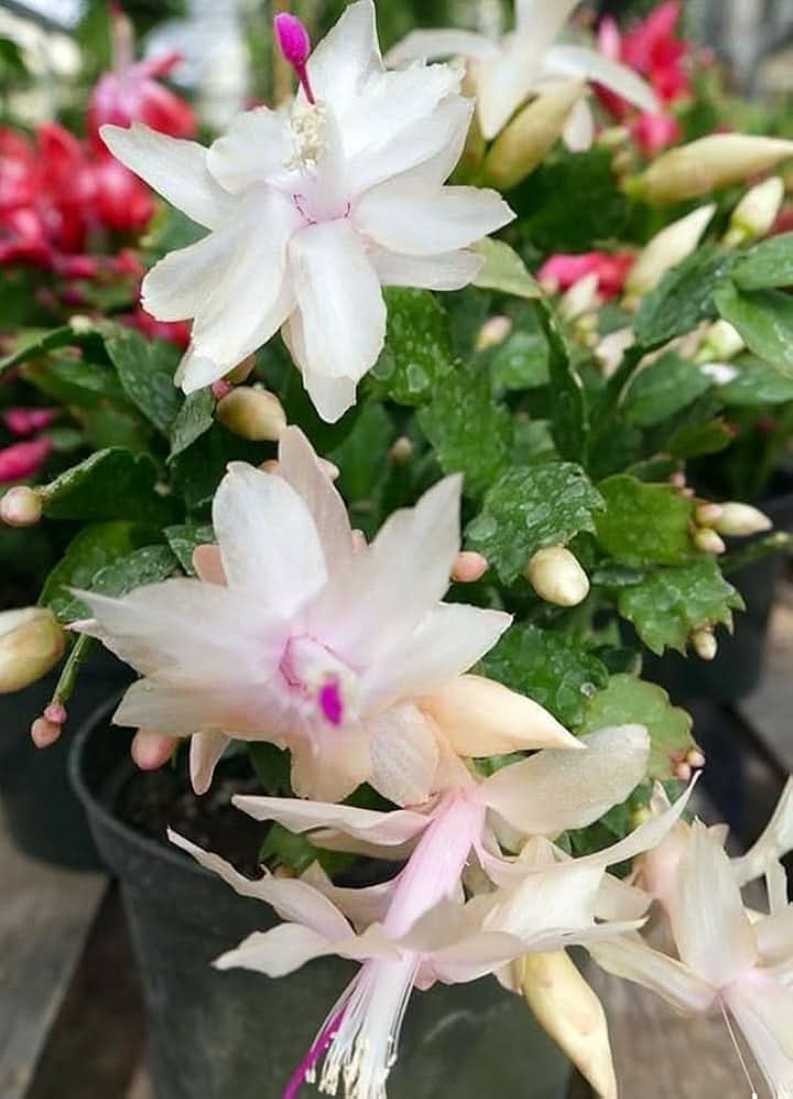 Schlumbergera Flower Seeds for Planting
