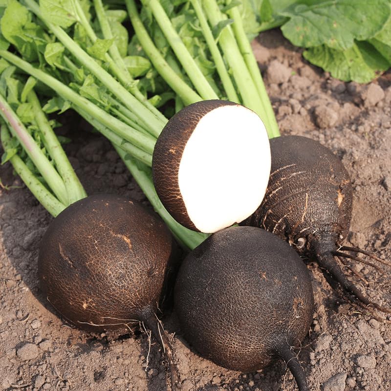 Black Radish - Heirloom, Non - Gmo Seeds