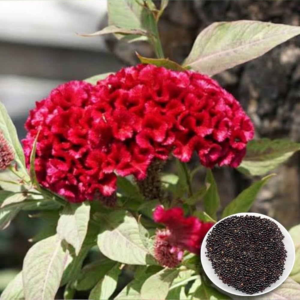 Cockade American Heirloom Wildflower Seeds