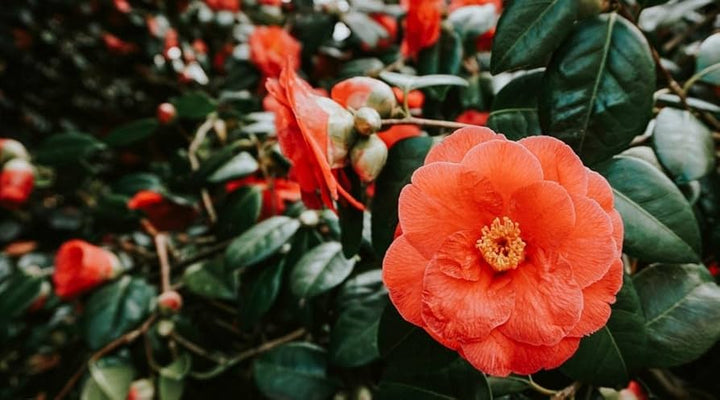 Camellia Orange Flower Seeds – Heirloom Non-GMO Garden Blooms for Lush Landscaping