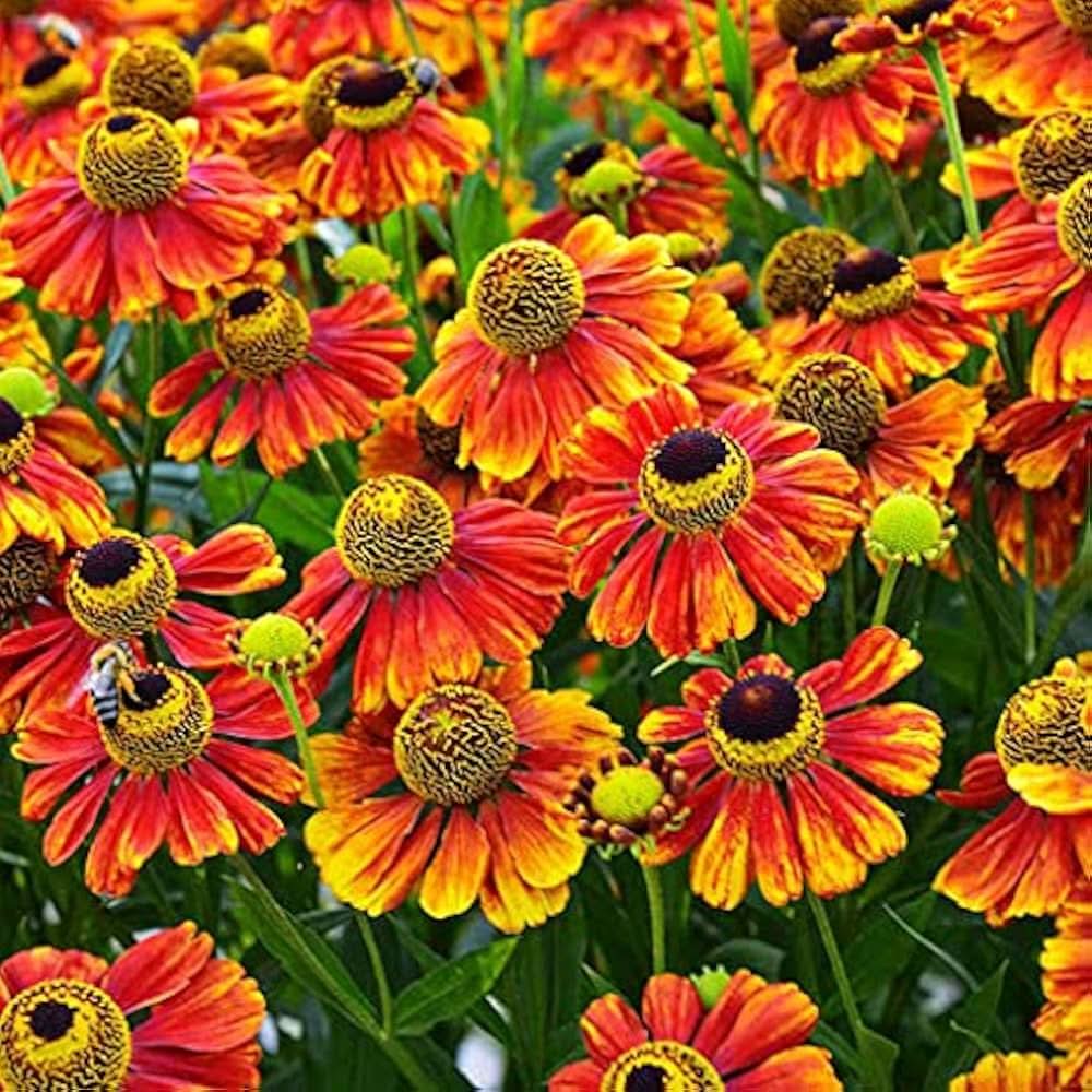 Sneezeweed Helenium autumnale flower seeds for planting in home garden and wildflower beds