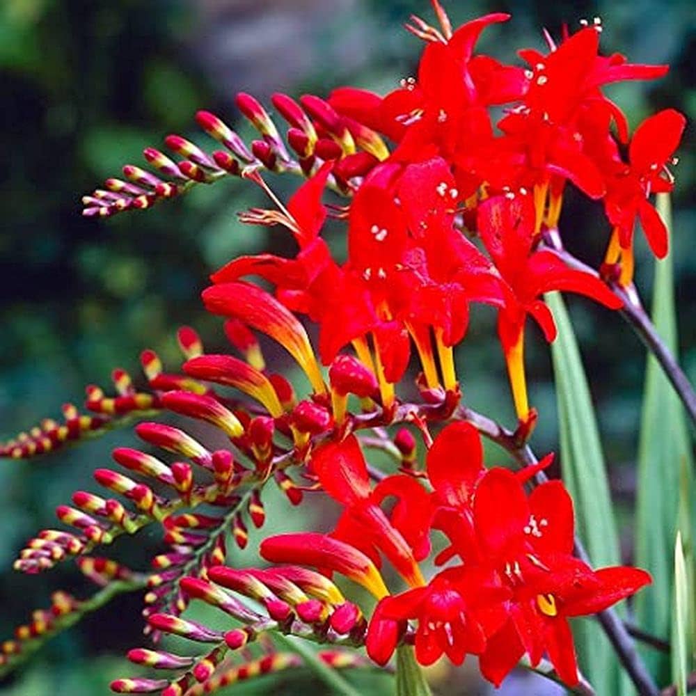 Crocosmia Lucifer Falling Stars Bulbs