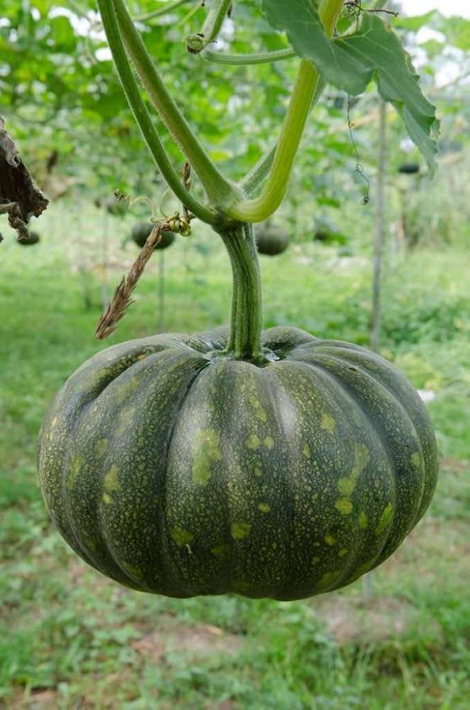 Peanut Squash Cucurbita pepo Seeds for Planting for Vegetable Patch