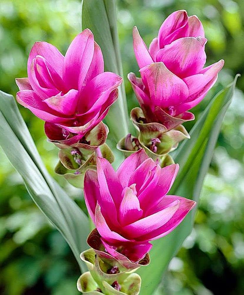 Rhizoma Curcuma Flower Seeds for Planting, Fresh, NON GMO Seeds seeds for planting in home garden