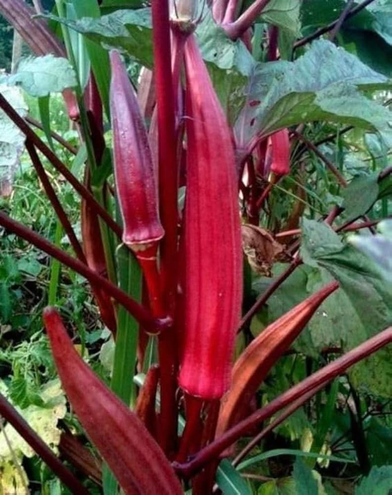Red Okra Abelmoschus Esculentus vegetable seeds for planting in kitchen garden and backyard vegetable beds