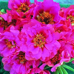 Portulaca (Portulaca scientific name) for planting in garden